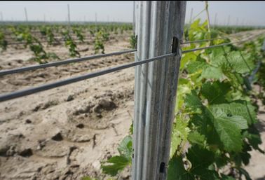 Waterproof Metal Vineyard Trellis Posts Strongest Design Easily Assembled