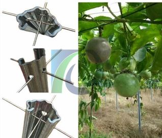 275G/M2 2.4M Height 1.5mm Metal Grape Vine Trellis For Orchard